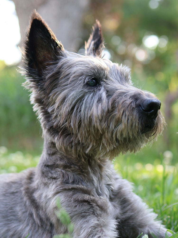 For dog